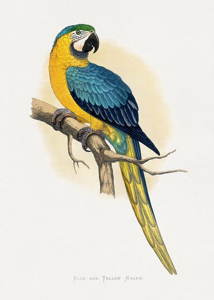 Blue Yellow Macaw by Alexander Francis Lydon — Print. poster detail