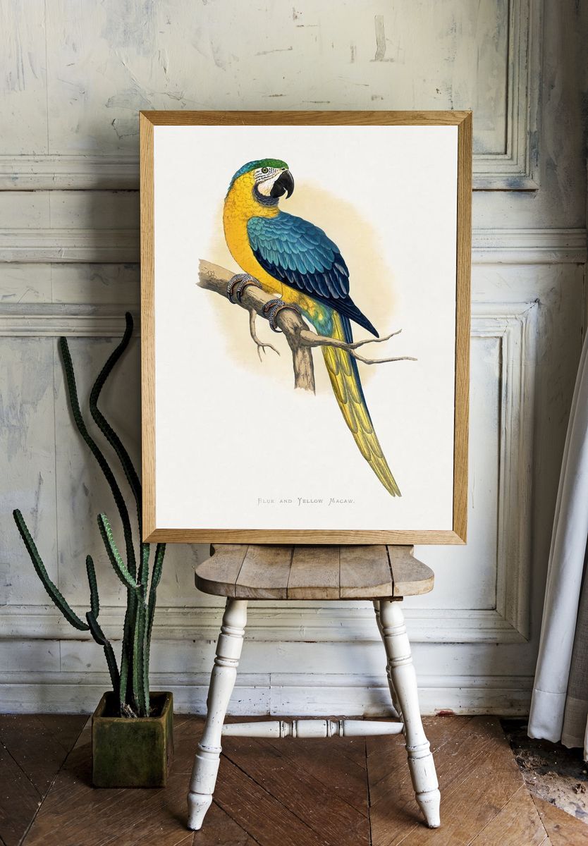 Blue Yellow Macaw by Alexander Francis Lydon — Print room preview