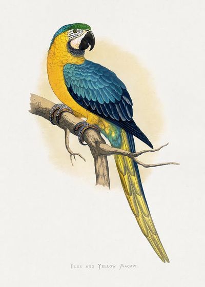 Blue Yellow Macaw by Alexander Francis Lydon — Print. poster