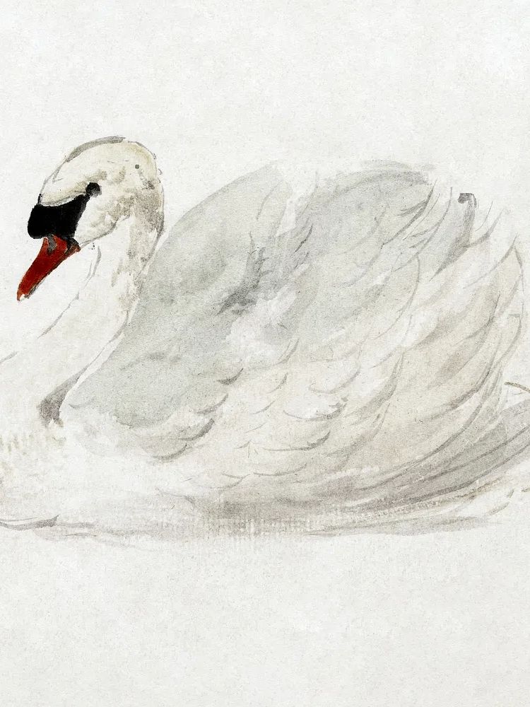 Mute swan (ca. 1720–1792) drawing. poster — animals art
