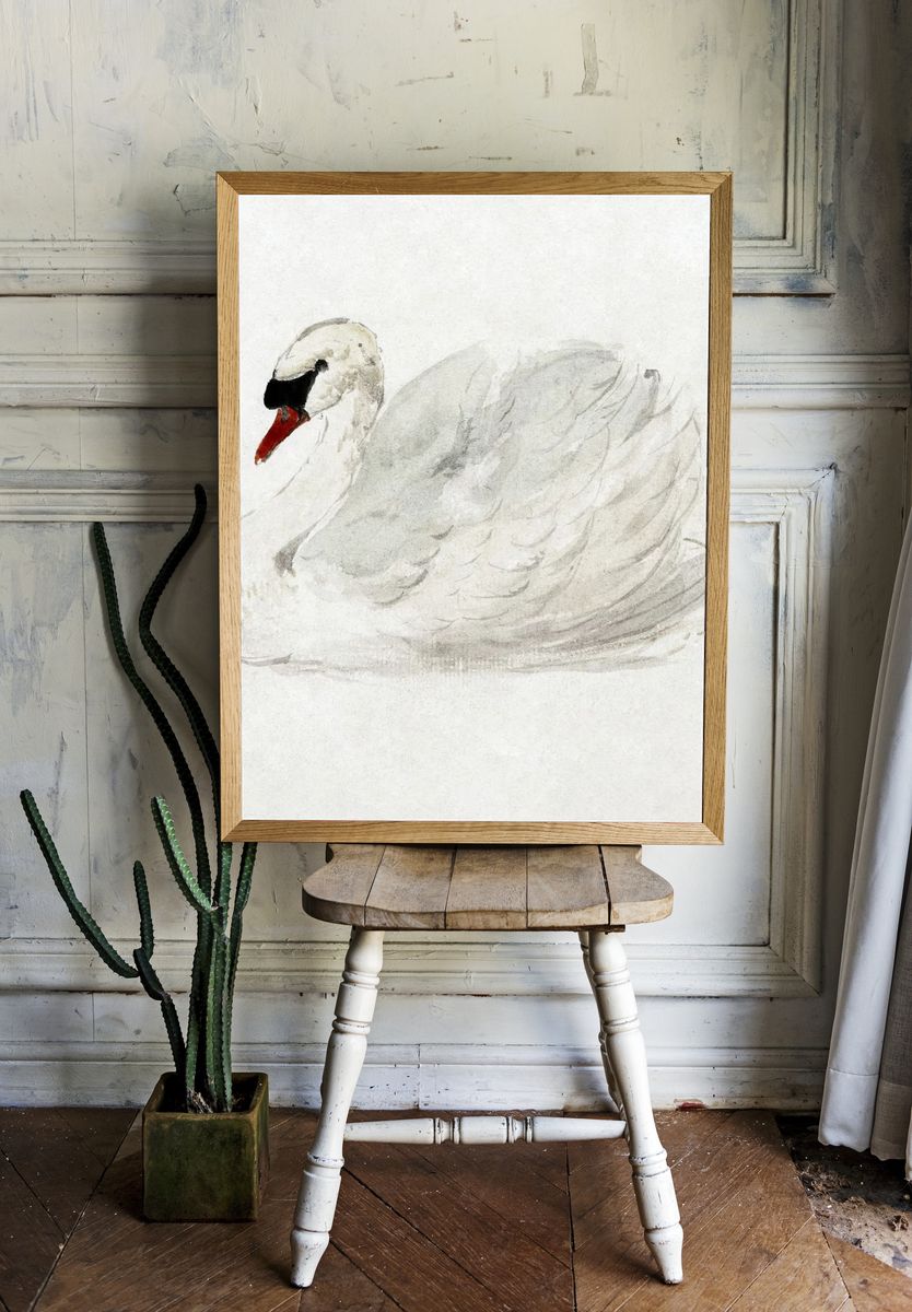 Mute swan (ca. 1720–1792) drawing. — room view 1