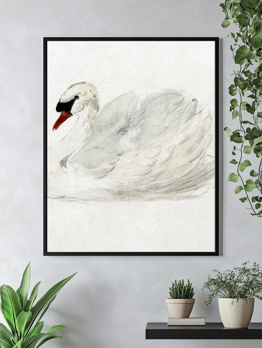 Mute swan (ca. 1720–1792) drawing. — room view 4
