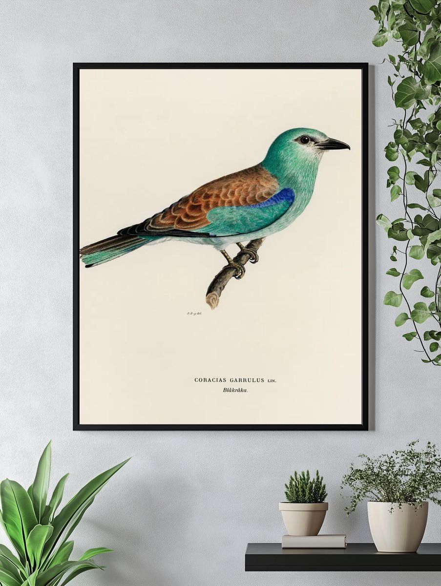 Coracias Garrulus Lin (European Roller). — room view 4
