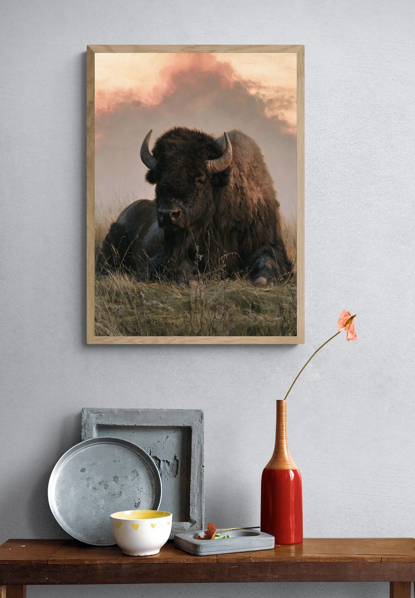 Resting Bison Photography Poster. — room view 3