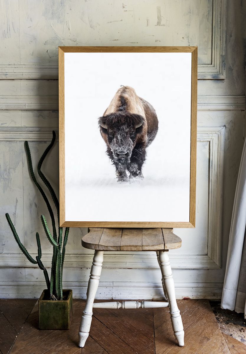 Snowy Bison — Wildlife Photography Poster room preview