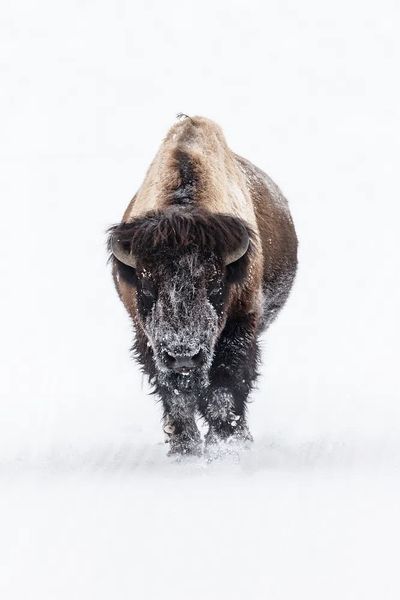 Snowy Bison — Wildlife Photography Poster. poster