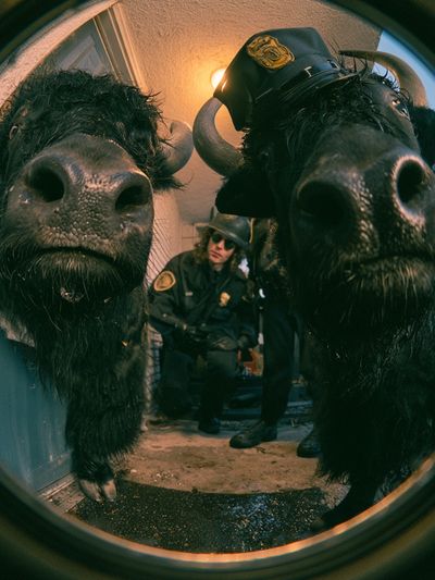 Bison Police Fisheye Poster. poster