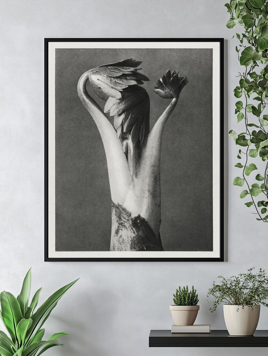 Aconitum (Aconite Monk's Hood) enlarged. — room view 4