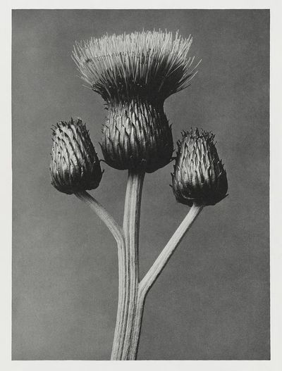 Cirsium Canum (Queen Anne Thistle). poster print