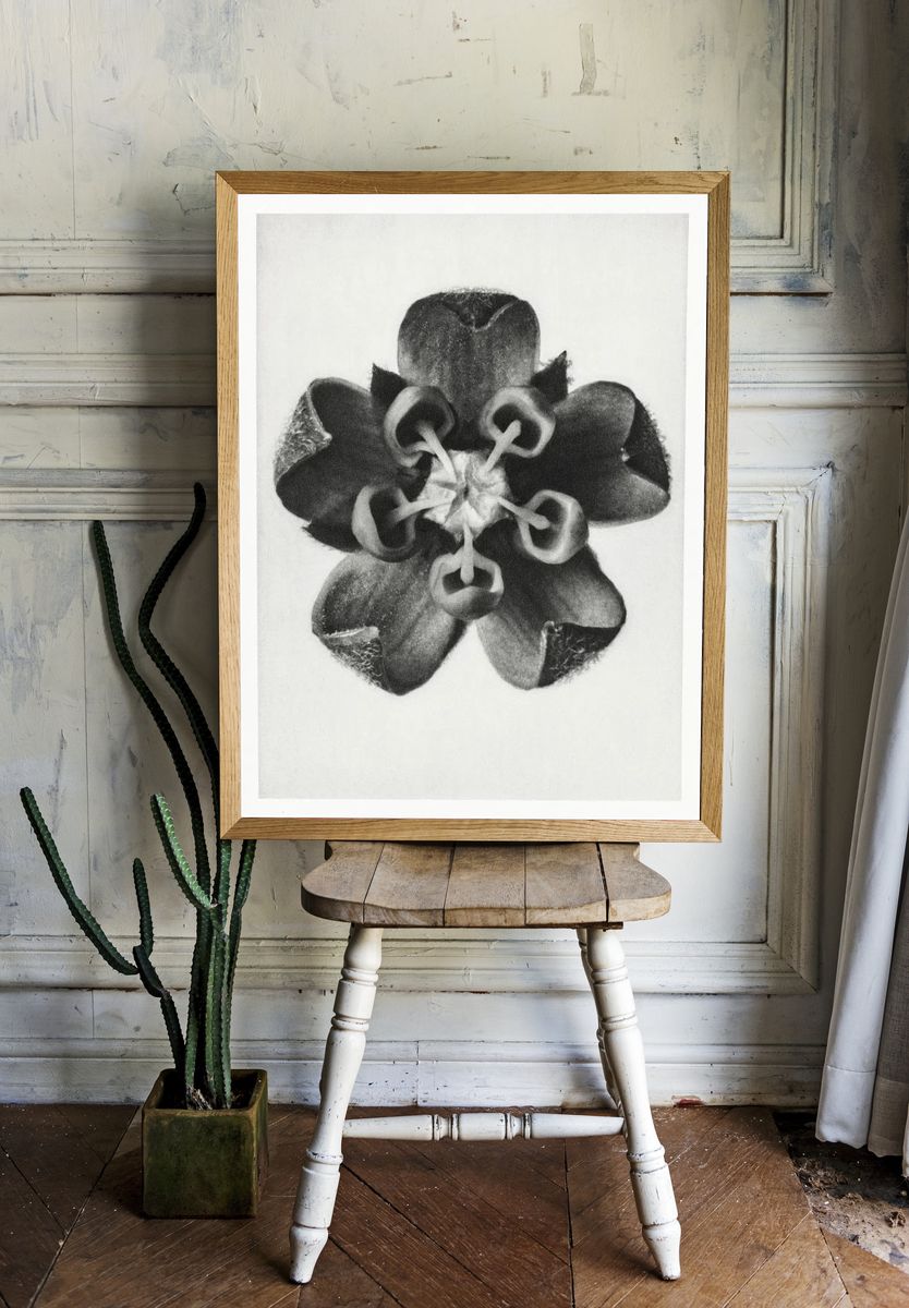 Asclepias Syriaca (Common Milkweed) enlarged. — room view 1