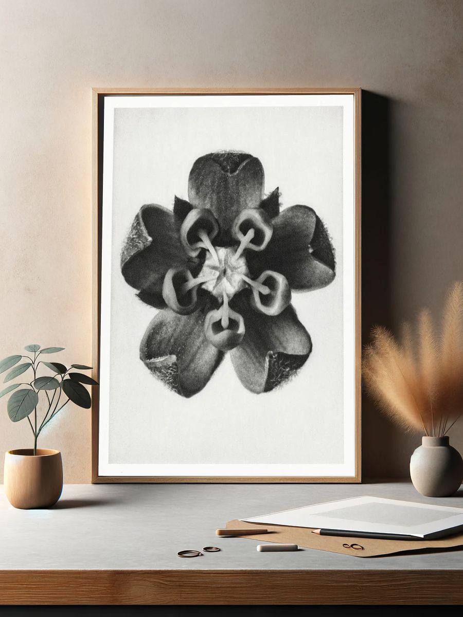 Asclepias Syriaca (Common Milkweed) enlarged. — room view 2