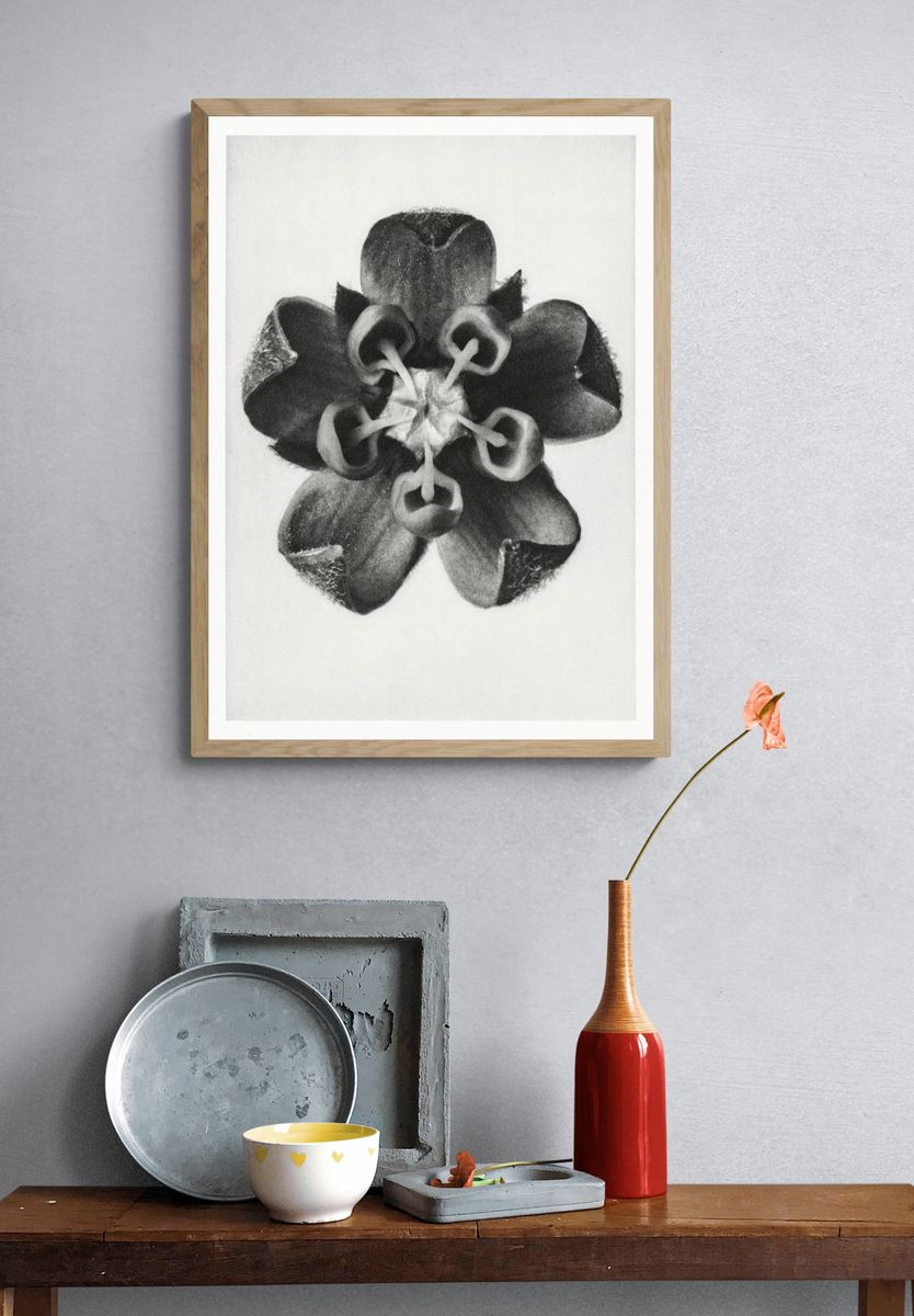 Asclepias Syriaca (Common Milkweed) enlarged. — room view 3