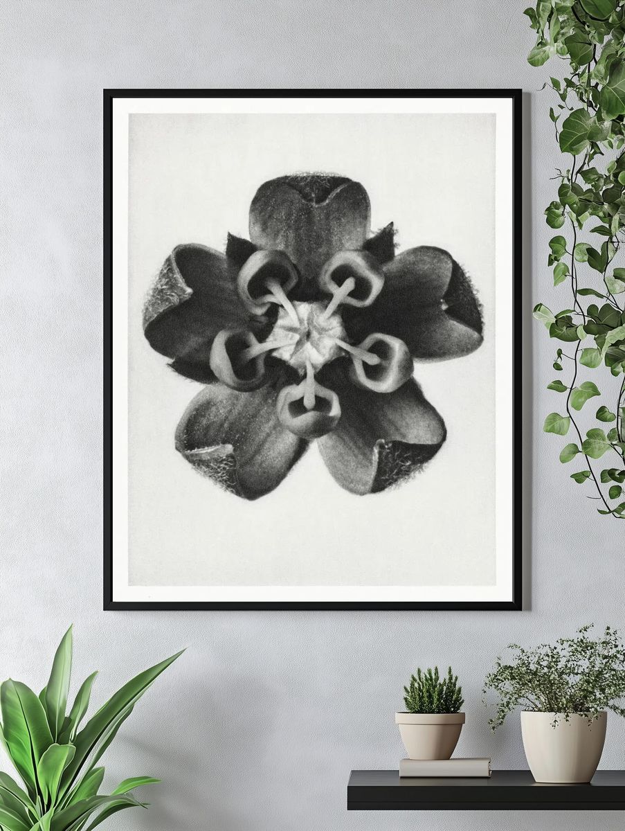 Asclepias Syriaca (Common Milkweed) enlarged. — room view 4