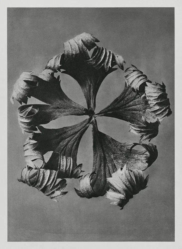 Trollius Europaeus (Globeflower) enlarged 5. poster — photography art