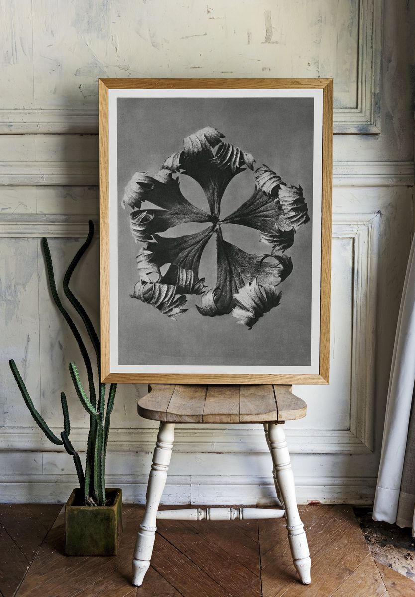 Trollius Europaeus (Globeflower) enlarged 5. — room view 1