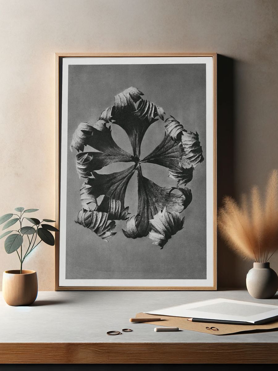 Trollius Europaeus (Globeflower) enlarged 5. — room view 2