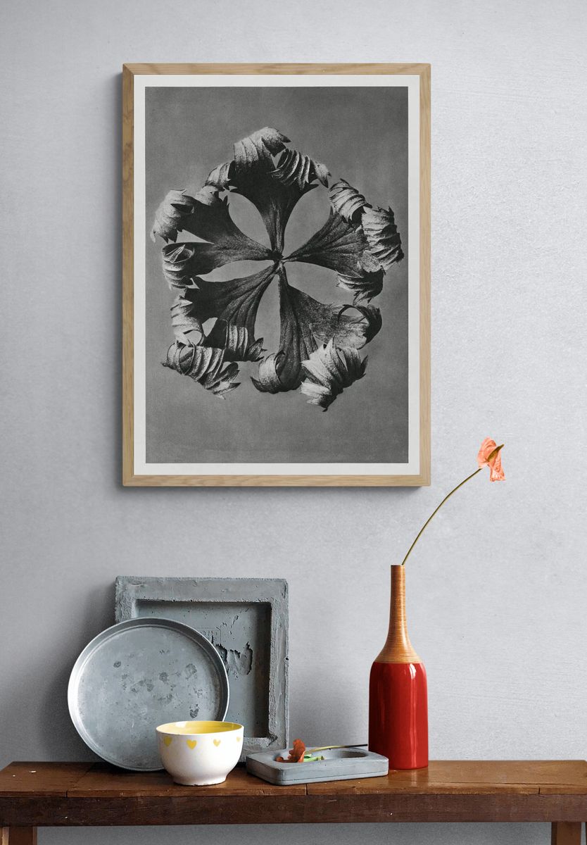 Trollius Europaeus (Globeflower) enlarged 5. — room view 3