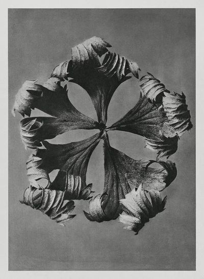 Trollius Europaeus (Globeflower) enlarged 5. poster print