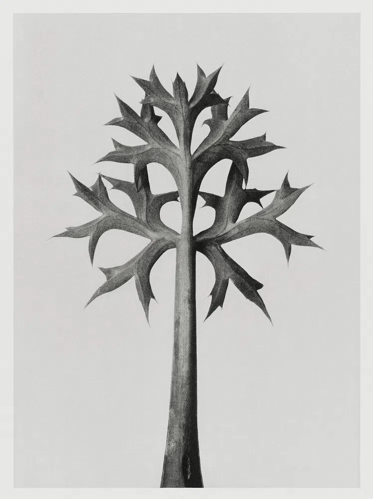 Eryngium Bourgatii (Mediterranean Sea Holly). poster detail