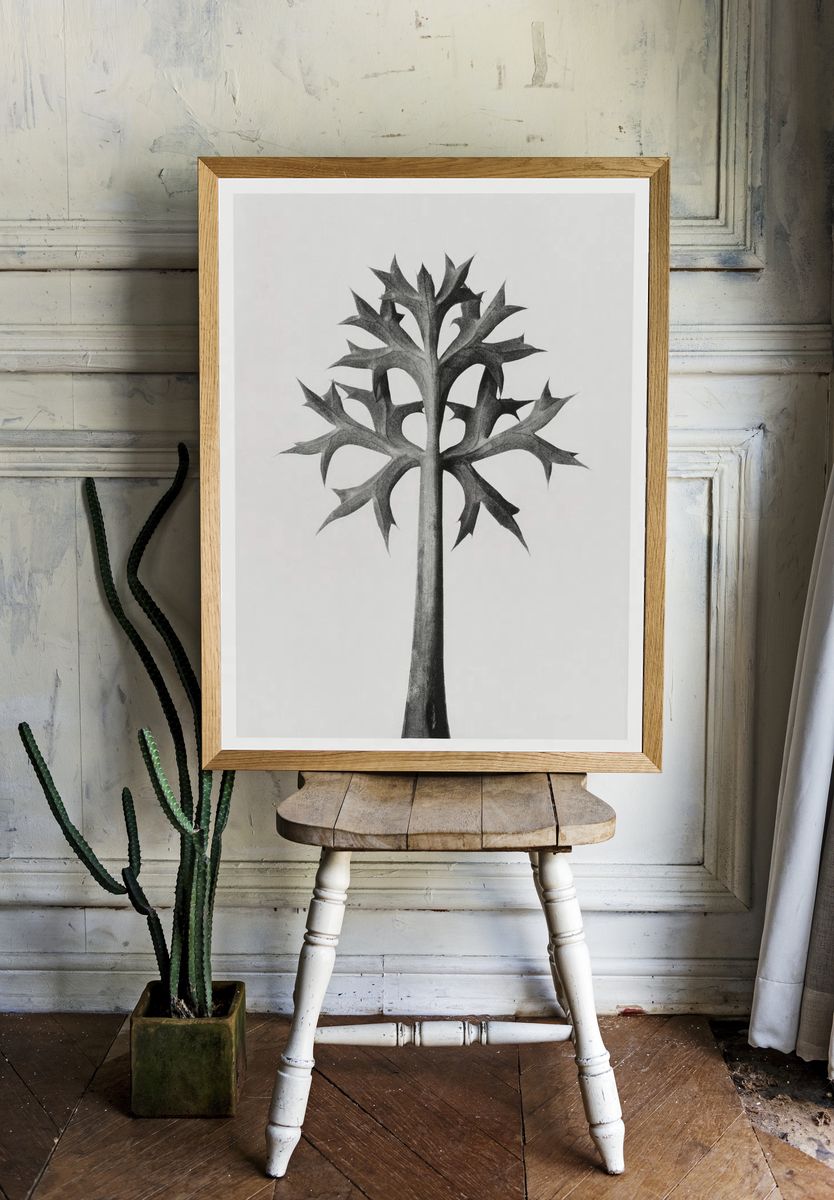 Eryngium Bourgatii (Mediterranean Sea Holly). — room view 1