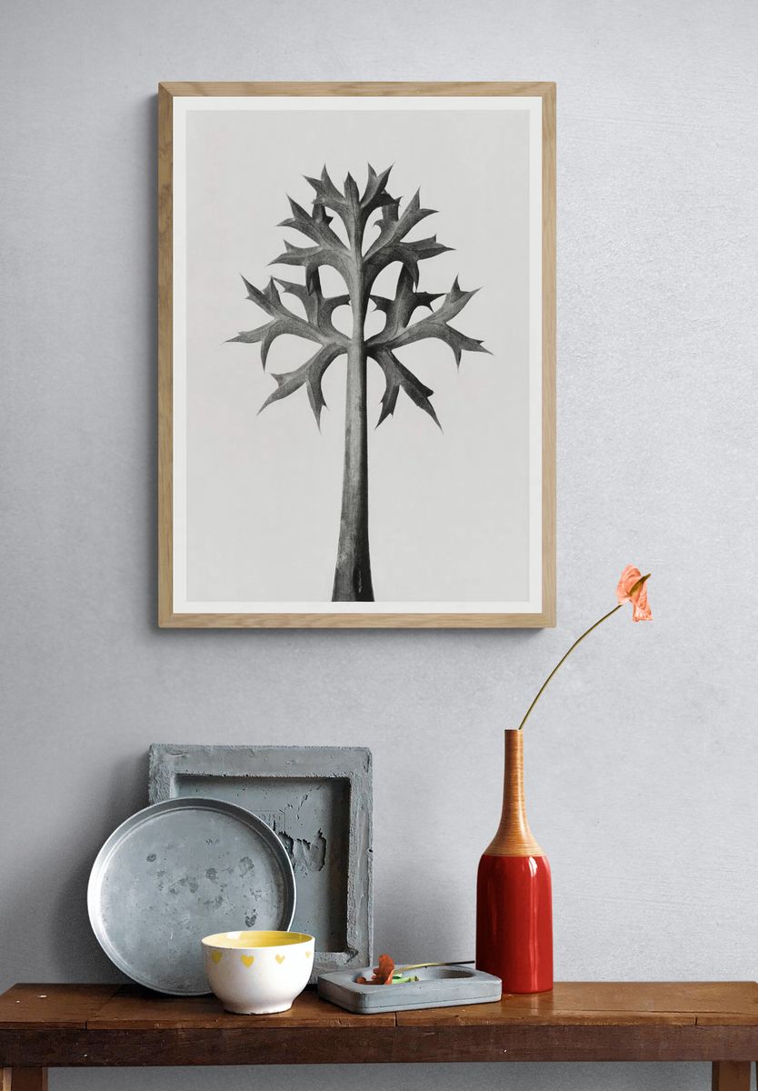 Eryngium Bourgatii (Mediterranean Sea Holly). — room view 3