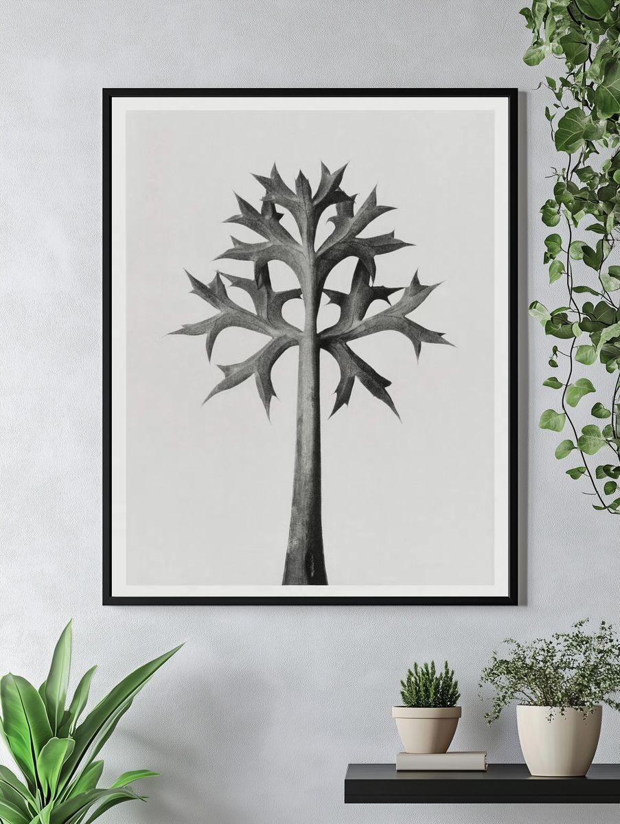 Eryngium Bourgatii (Mediterranean Sea Holly). — room view 4