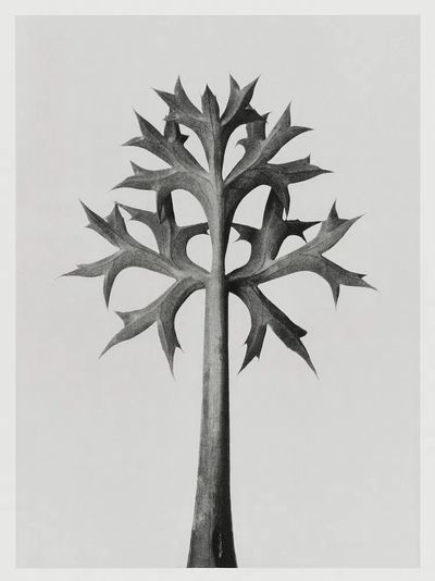 Eryngium Bourgatii (Mediterranean Sea Holly). poster