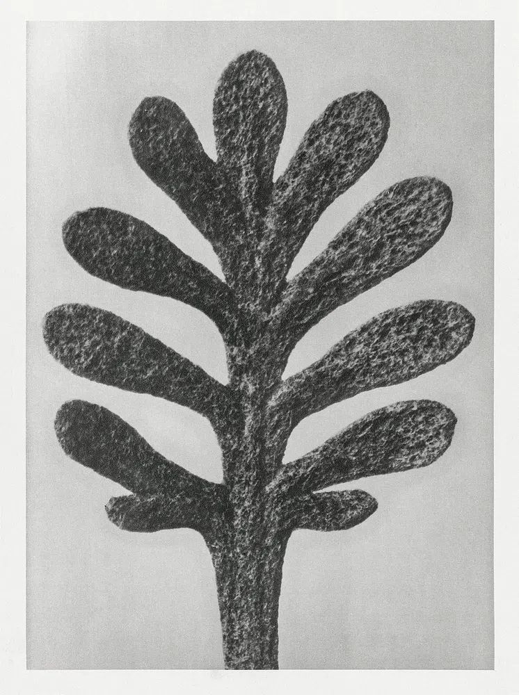 Achillea Umbellata (Yarrow) leaf enlarged. poster — photography art