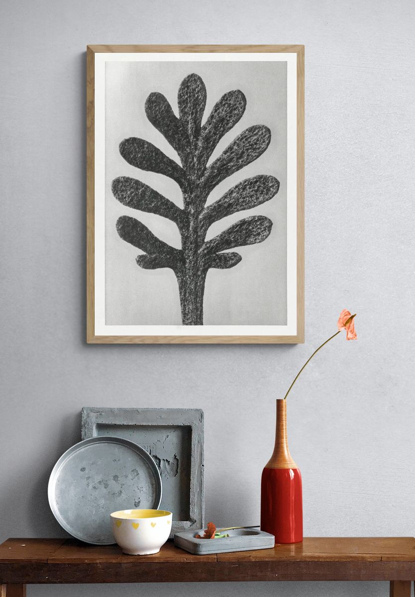 Achillea Umbellata (Yarrow) leaf enlarged. — room view 3