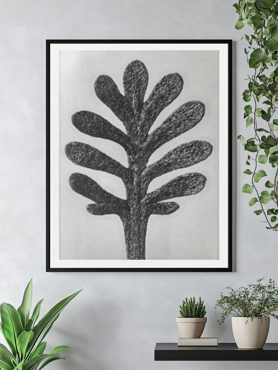 Achillea Umbellata (Yarrow) leaf enlarged. — room view 4