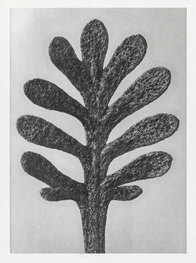 Achillea Umbellata (Yarrow) leaf enlarged. poster