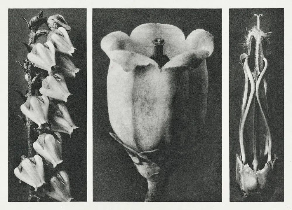 Andromeda Floribunda (Pieris Floribunda) enlarged. poster detail