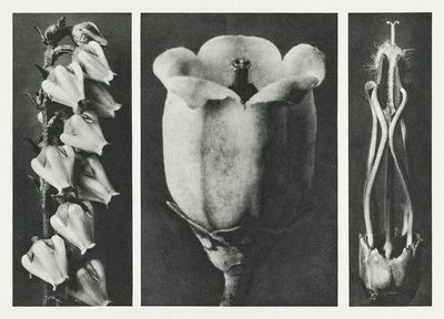 Andromeda Floribunda (Pieris Floribunda) enlarged. poster print