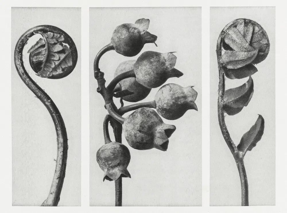 Polypodiaceae Aspidieae (Polypody) rolled–up frond. poster — photography art