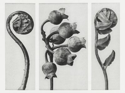 Polypodiaceae Aspidieae (Polypody) rolled–up frond. poster print