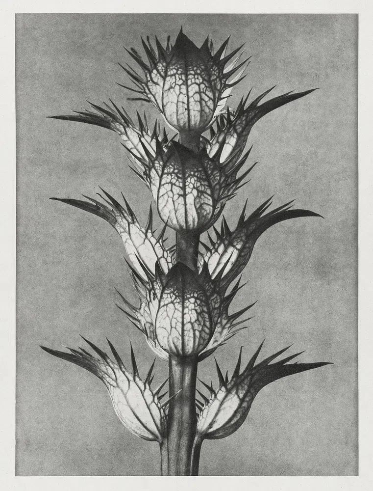 Acanthus mollis (bear's breeches) enlarged. poster detail