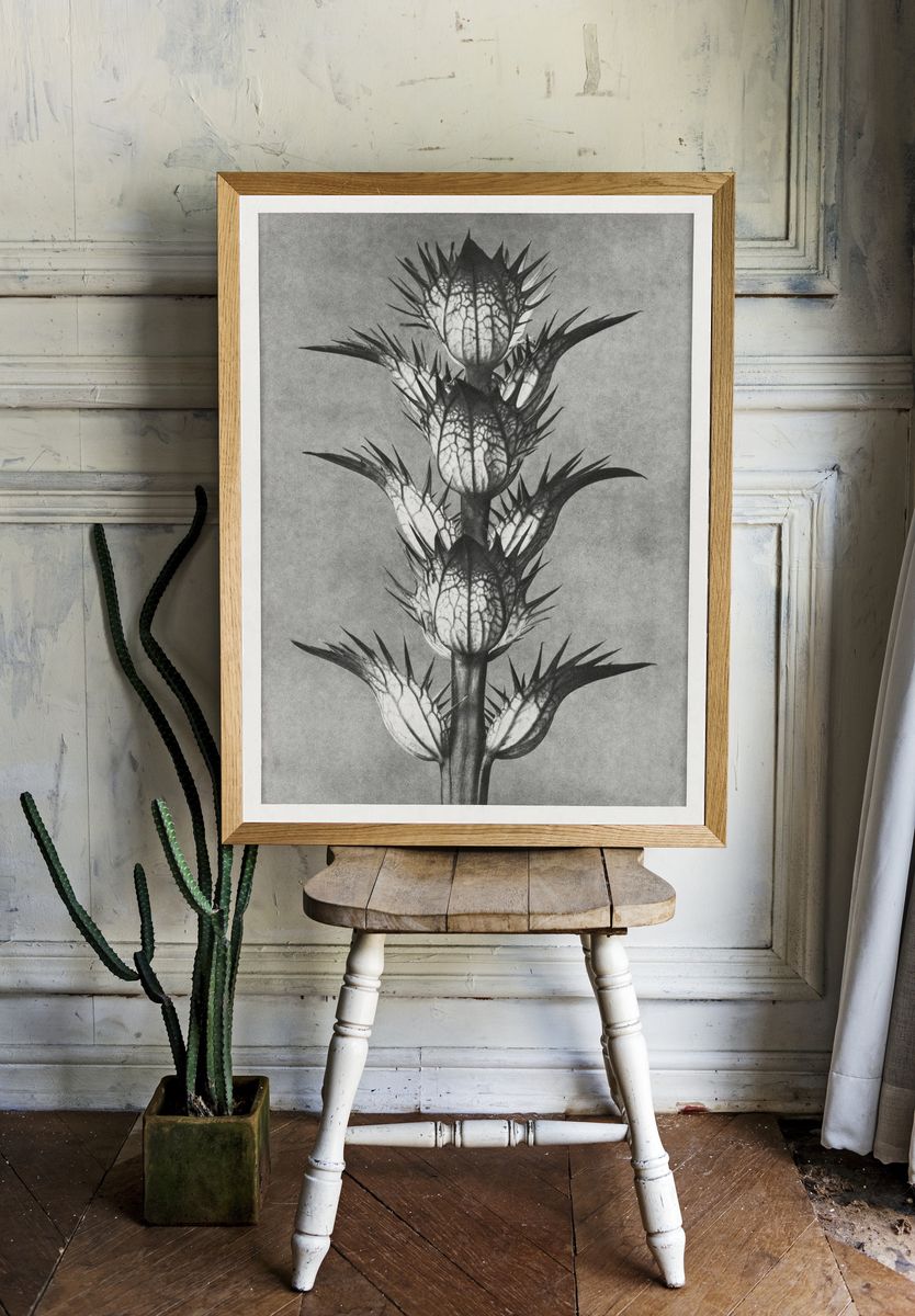 Acanthus mollis (bear's breeches) enlarged. — room view 1