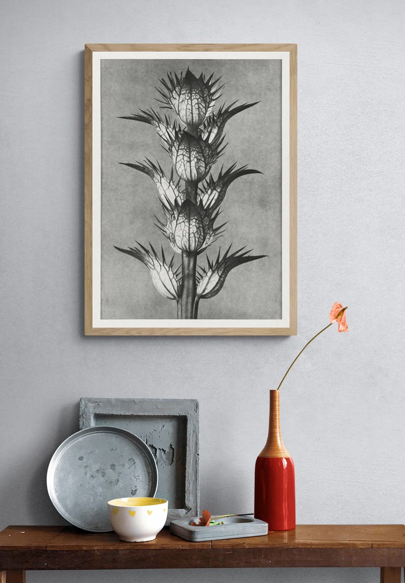 Acanthus mollis (bear's breeches) enlarged. — room view 3