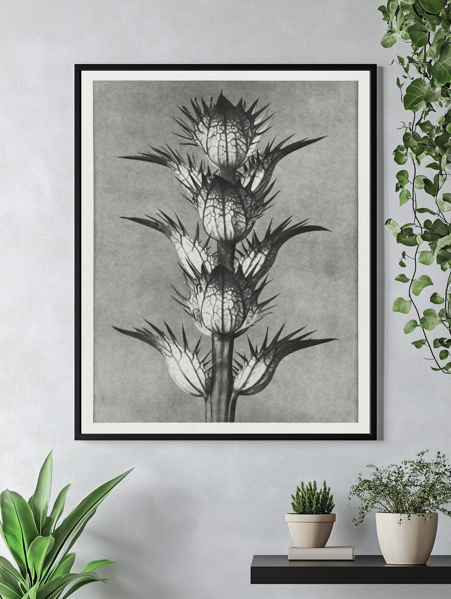 Acanthus mollis (bear's breeches) enlarged. — room view 4