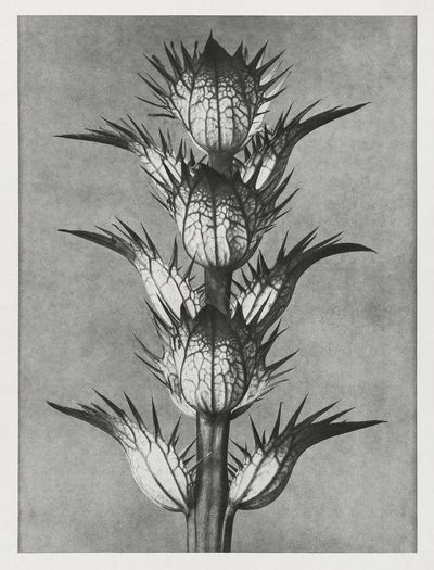 Acanthus mollis (bear's breeches) enlarged. poster print