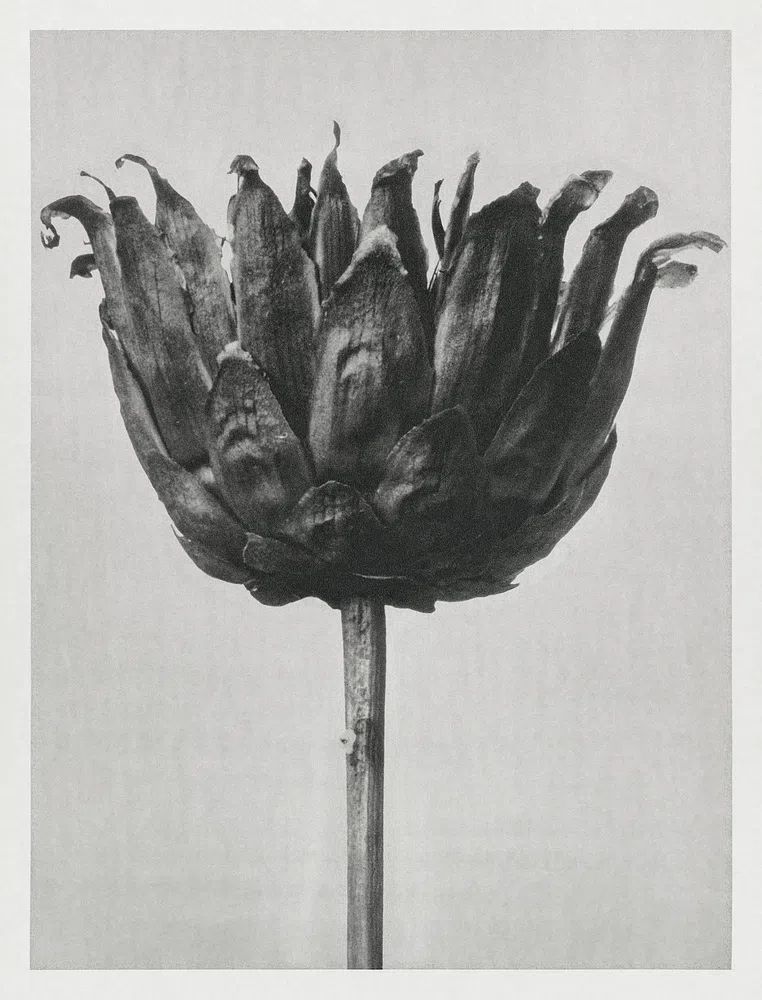 Centaurea Ruthenica (Star Thristle) enlarged. poster — photography art