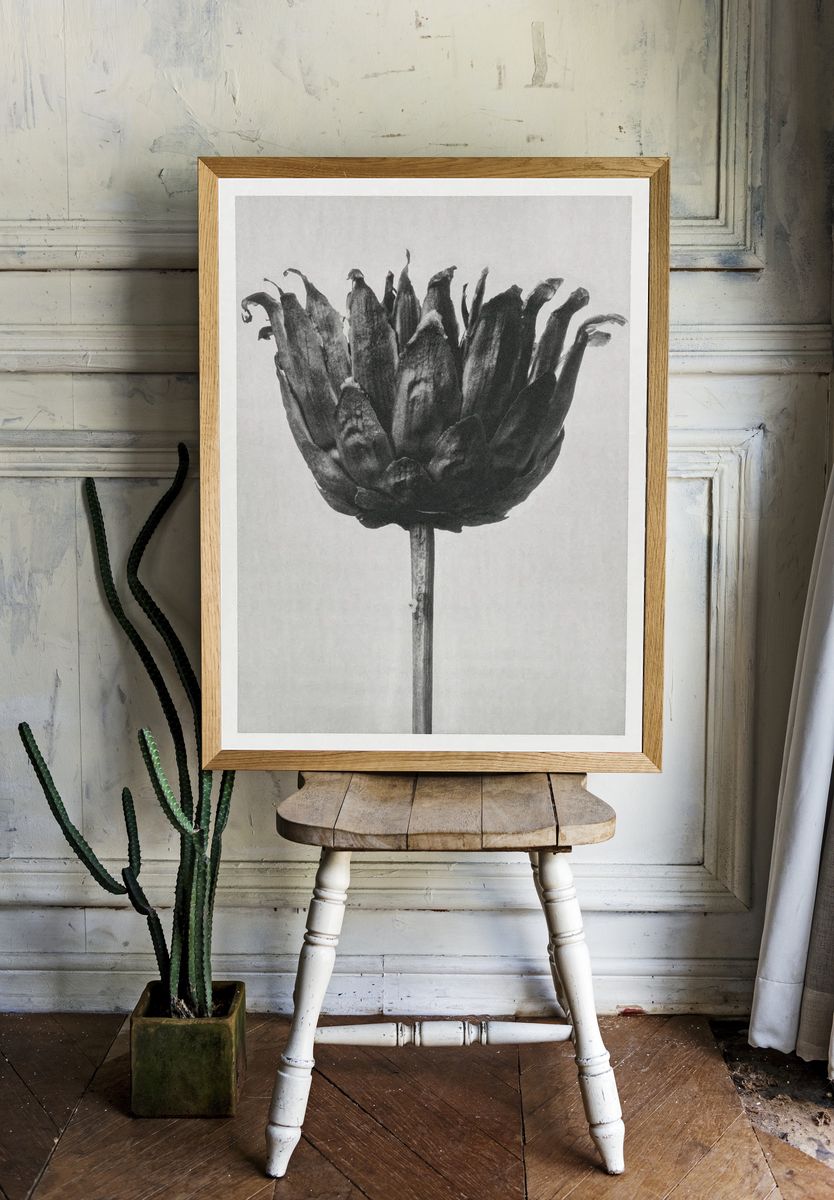 Centaurea Ruthenica (Star Thristle) enlarged. — room view 1