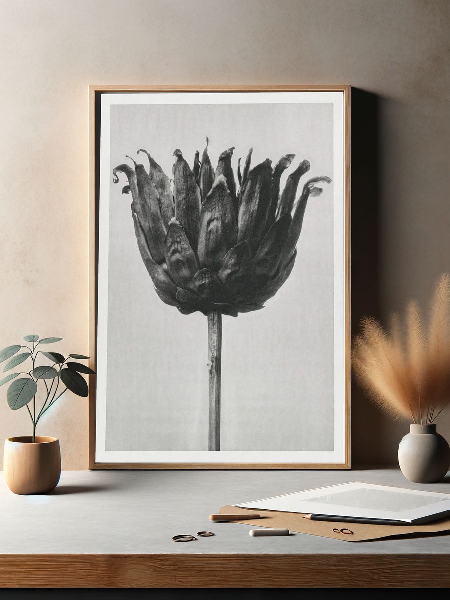 Centaurea Ruthenica (Star Thristle) enlarged. — room view 2