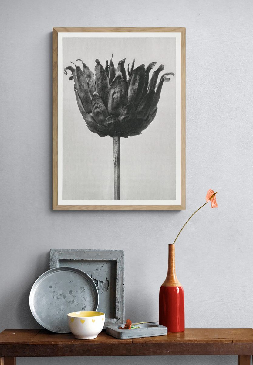 Centaurea Ruthenica (Star Thristle) enlarged. — room view 3