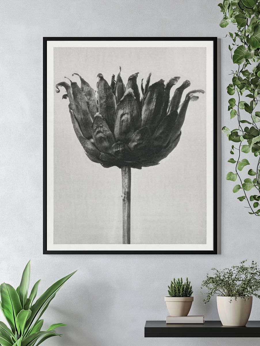 Centaurea Ruthenica (Star Thristle) enlarged. — room view 4