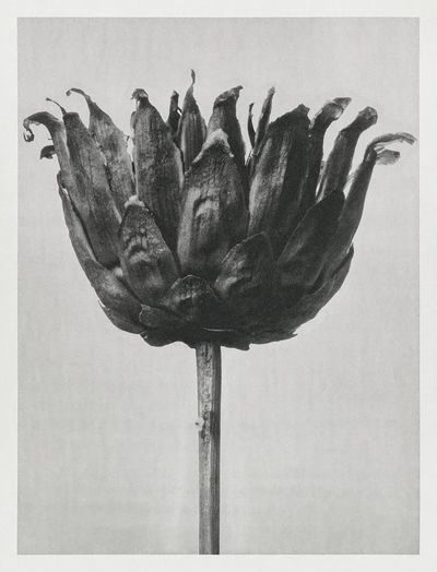 Centaurea Ruthenica (Star Thristle) enlarged. poster print
