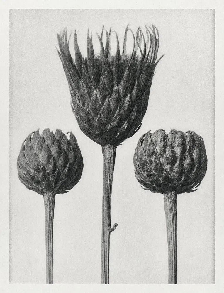 Serratula Nudicaulis (Bare–Stemmed Common Saw–Wort). poster — photography art
