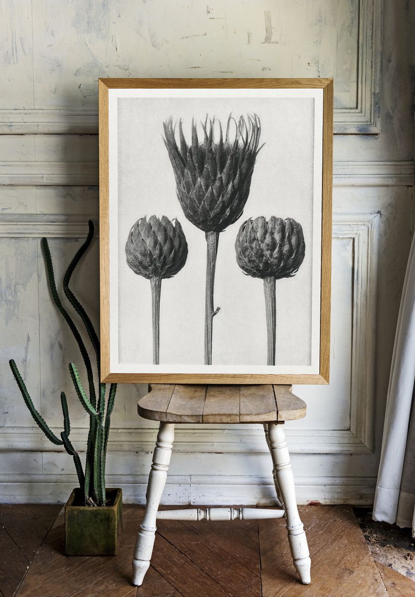 Serratula Nudicaulis (Bare–Stemmed Common Saw–Wort). — room view 1