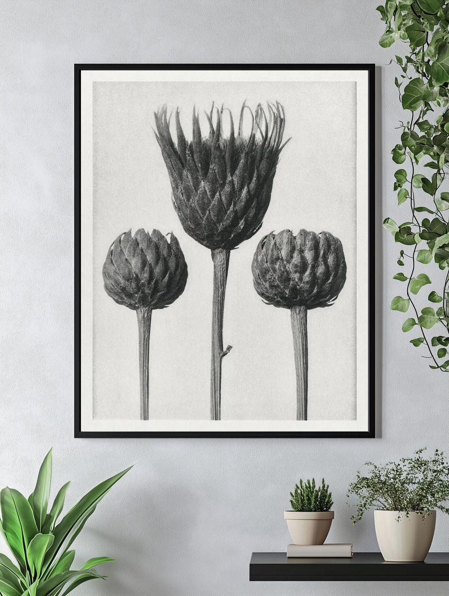 Serratula Nudicaulis (Bare–Stemmed Common Saw–Wort). — room view 4
