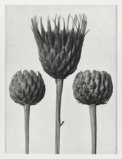 Serratula Nudicaulis (Bare–Stemmed Common Saw–Wort). poster